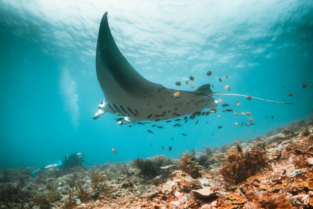 Indonesia, Raja Ampat Manta