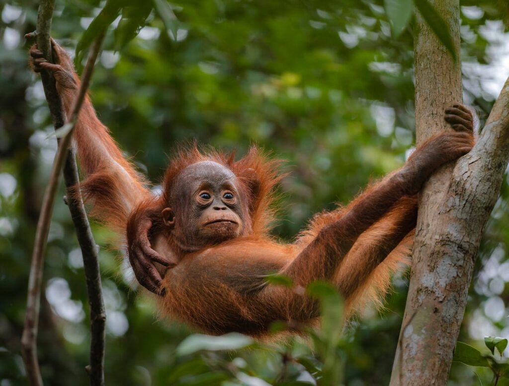 Orangutan