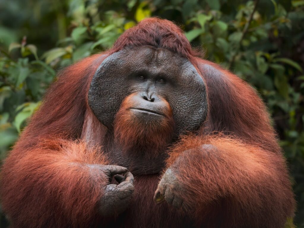 Orangutan Sumatra